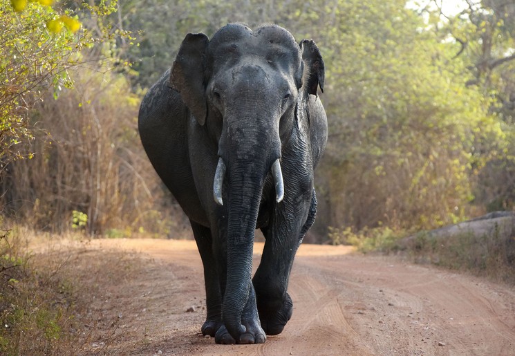 Olifanten spotten in Yala National Park